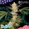 Buddha Seeds Buddha DoSi2