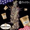 Buddha Seeds Buddha Gelato