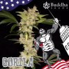 Buddha Seeds Gorila