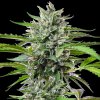 Gorila Auto Buddhaseeds 1