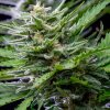 Buddha Seeds Tangie Auto