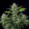Buddha Seeds Tangie Auto