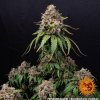 white widow xxl 3 671685