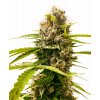 mandarin punch feminized xl