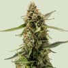 Royal Queen Seeds Titan F1 Auto