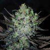 Delicious Eleven Roses Auto