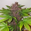 cbd auto blackberry kush 2