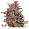 CBD Auto Blackberry Kush Dutch Passion Seed company