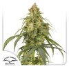 Auto CBD Victory Dutch Passion Seed company
