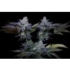 Sweetopia Colas 1280x854