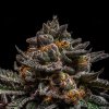 brain cake feminized cannabis seeds