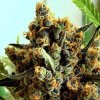 criminal feminized cannabis seeds