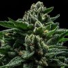 do g feminized cannabis seeds