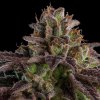 kmintz feminized cannabis seeds