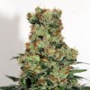 ripper badazz feminized cannabis seeds