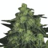 ripper seeds black valley 1