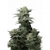 l tsp 2x gg4 sherbet fast flowering transparent 1690114546