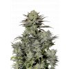 l tsp 2x gorilla cookies fast flowering transparent 1695050274