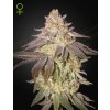 Green House Seed Black Toffee Auto