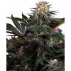 lockdown kush feminized xl