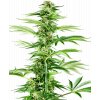 honey melon haze feminized xl