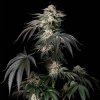 Silent Seeds Mint Candy