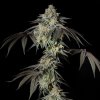 Silent Seeds Mint Candy