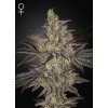 Green House Seed Frosted Guava Auto