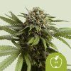 Royal Queen Seeds Apple Fritter Auto