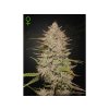 Green House Seed Chemical Candy Auto