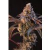 FastBuds Lemon Cherry Runtz