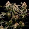 Royal Queen Seeds Cosmic Cheddar F1