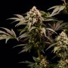 Royal Queen Seeds Cosmic Cheddar F1