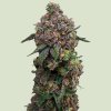 Royal Queen Seeds Cosmic Cheddar F1