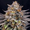Ripper Seeds CandyGaz