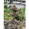 FastBuds Mix Pack Auto RF3