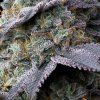 FastBuds Mix Pack Auto RF3