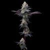 FastBuds Mix Pack Auto RF3