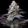 FastBuds Mix Pack Auto RF3