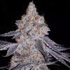 Ethos Genetics Banana Daddy R1