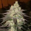 Ethos Genetics Banana Daddy RBX2 Auto