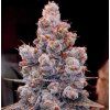Ethos Genetics Banana Jealousy RF3 Auto