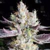 Ethos Genetics BooBerry Cookies RBX