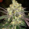 CandyStoreR1