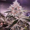 Ethos Genetics Apex R1