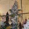 Ethos Genetics Liquer R1