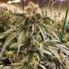 Ethos Genetics Dirty Banana Gen 1 Fast