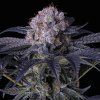 Ethos Genetics Grape Balls of Fire RBx