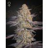 Green House Seed Air Lemon (Super Lemon Haze x RS11)