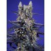 Sweet Seeds Super Boof XL Auto
